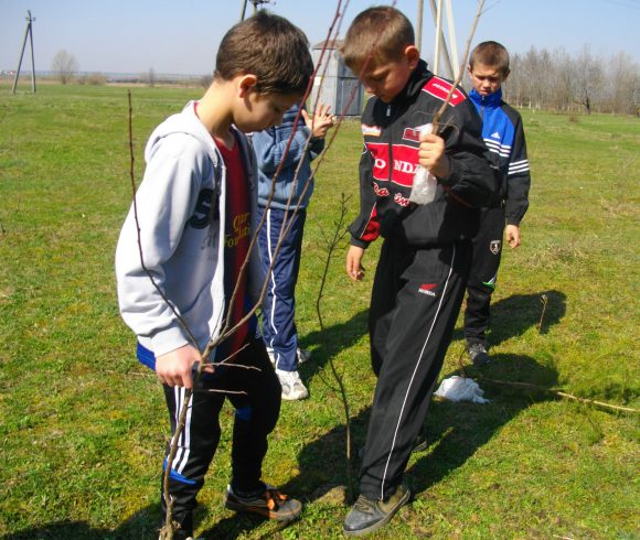 Школярі та їх наставники висаджують «дерева миру»