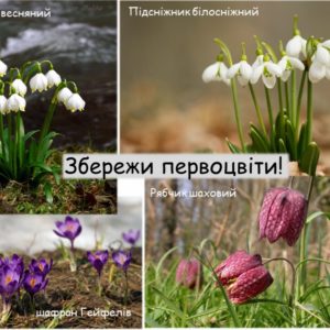 Акція “Збережемо первоцвіти”